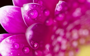 pink flower macro photography HD wallpaper